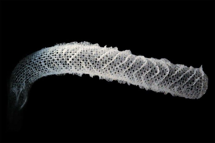HamaraTimes.com | Superstrong sea sponge could help build better spacecraft