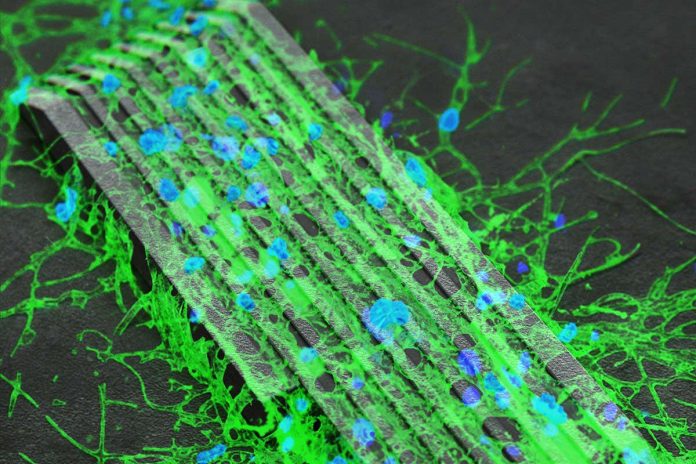 HamaraTimes.com | Magnetic microbots can hook up brain cells to make a neural network