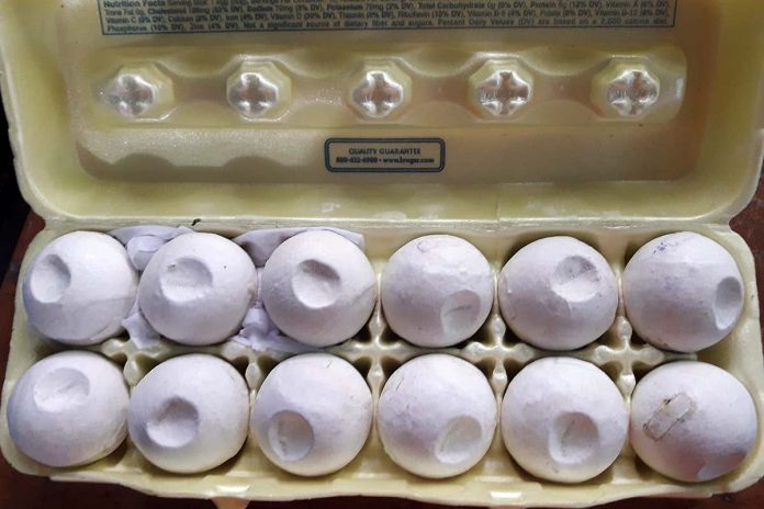 HamaraTimes.com | Decoy sea turtle eggs equipped with GPS help track down smugglers