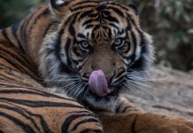 HamaraTimes.com | In Pictures: Greece’s only zoo approaches extinction | Gallery News HamaraTimes.com | In Pictures: Greece’s only zoo approaches extinction | Gallery News