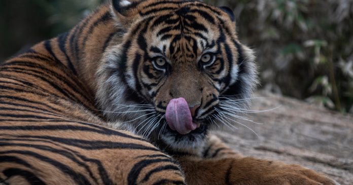 HamaraTimes.com | In Pictures: Greece’s only zoo approaches extinction | Gallery News