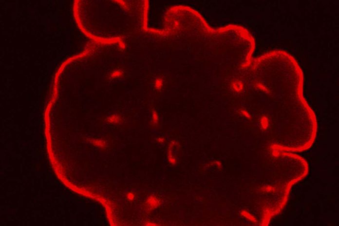 HamaraTimes.com | CRISPR doubles lifespan of mice with rapid ageing disease progeria