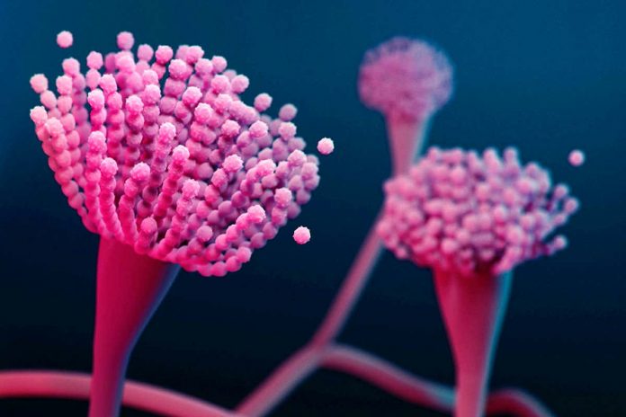 HamaraTimes.com | Potent new antifungal discovered in the microbiome of marine animals