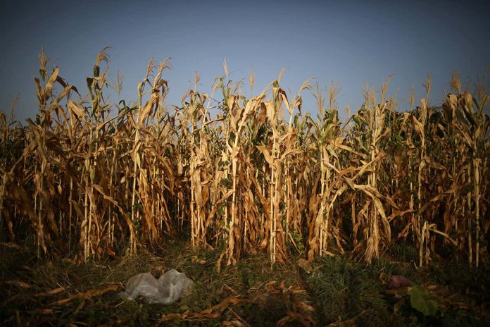 HamaraTimes.com | Climate impact on childhood diet may undermine food security efforts