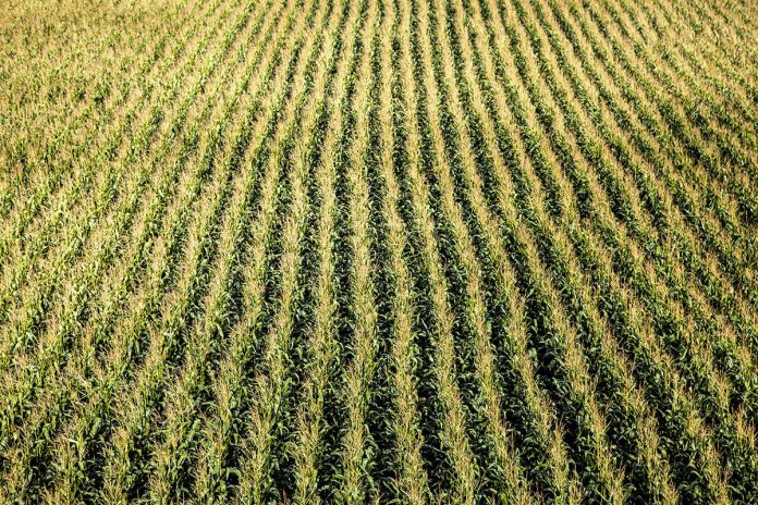 HamaraTimes.com | Why monocultures aren't nearly as bad as you may think