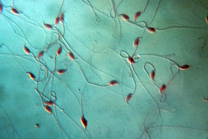 HamaraTimes.com | Some mouse sperm try to sabotage rivals in race to fertilise the egg