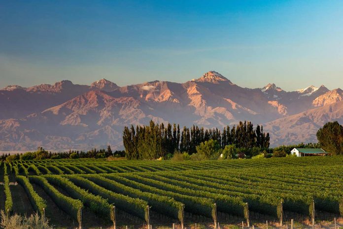 HamaraTimes.com | Chemical signature of Malbec wines backs up concept of ‘terroir’