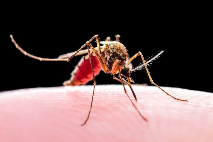 HamaraTimes.com | Mosquitoes carry more malaria parasites depending on when they bite