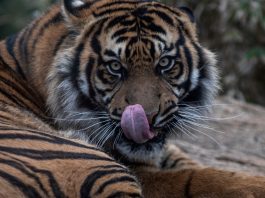HamaraTimes.com | In Pictures: Greece’s only zoo approaches extinction | Gallery News