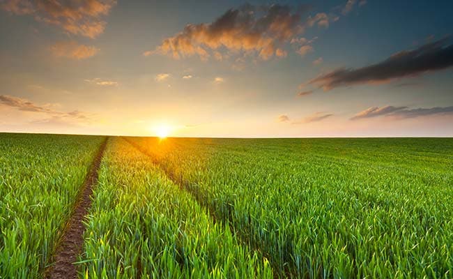 HamaraTimes.com | Adequate Crop Insurance A Must For Agriculture Sector, Says Deloitte