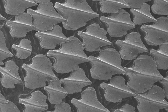 HamaraTimes.com | Sharks’ tooth-like scales help to boost their acceleration rates