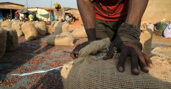 HamaraTimes.com | EU tells Ivory Coast to brace for stricter cocoa laws | Agriculture News