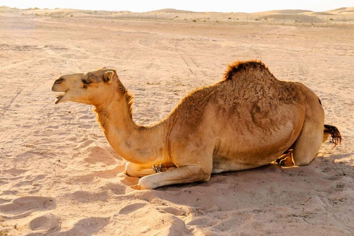 HamaraTimes.com | Gel layer inspired by camel fur could keep food and medicines cool