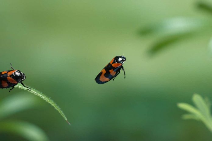 HamaraTimes.com | Physicists find best way for insects to avoid collisions when jumping