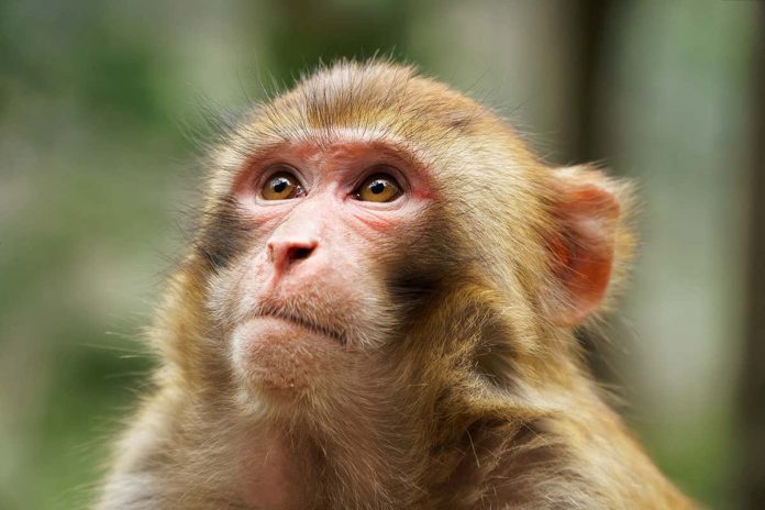 HamaraTimes.com | Brain stimulation device lets monkeys 'see' shapes without using eyes