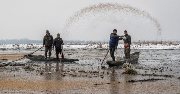 HamaraTimes.com | In Pictures: How wildlife officers feed birds in freezing Kashmir | India News