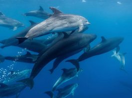 HamaraTimes.com | Secret underwater messages can be hidden in whale and dolphin chatter