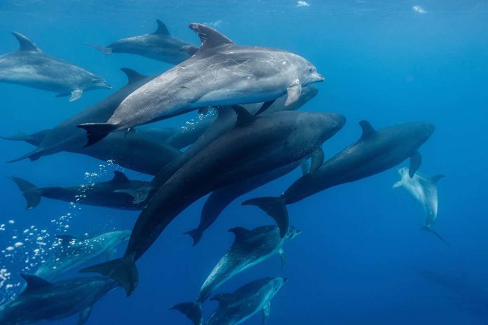 HamaraTimes.com | Secret underwater messages can be hidden in whale and dolphin chatter
